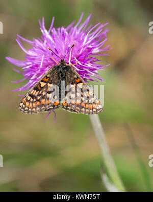 Marsh Fritillary butterfly (Euphydryas aurinia) perché sur la centaurée noire. Littleton, Tipperary, Irlande. Banque D'Images