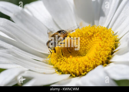 Extreme close up d'une abeille pollinisant une marguerite blanche fleurs en été Banque D'Images