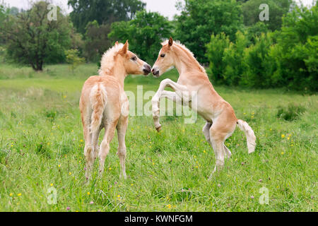 Mignon deux poulains chevaux Haflinger s'amuser, de jouer, d'élever et de s'ébattre autour dans un pré au printemps, l'Allemagne. Banque D'Images