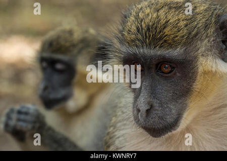 Les singes vervet vert sauvage dans Bigilo forest park situé en Gambie, en Afrique de l'Ouest Banque D'Images