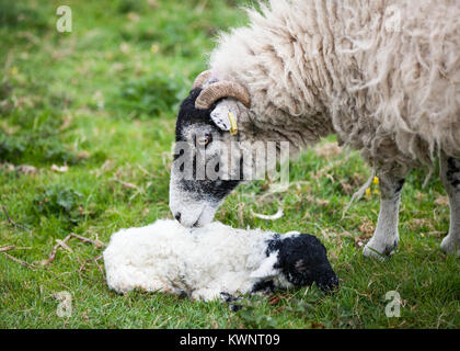 Une brebis Swaledale et son agneau nouveau-né bond peu après la naissance. Banque D'Images