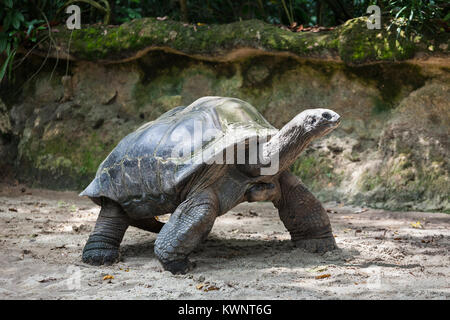 La très grande tortue marche sur le sable Banque D'Images