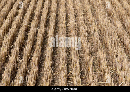 Rangées de tiges d'orge fraîchement coupées après la récolte. North Yorkshire, UK. Banque D'Images