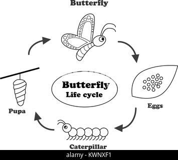 Cycle de vie du papillon en contours style pour coloriage , vector Illustration de Vecteur