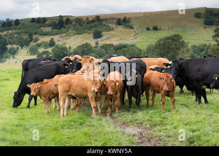 Troupeau de bovins allaitant du boeuf commercial Limousin avec le père de veaux dans le Yorkshire Dales, au Royaume-Uni. Banque D'Images
