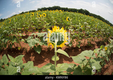 Le tournesol est cultivé pour attirer les oiseaux et les pollinisateurs d'une réserve faunique dans le Maryland, Etats-Unis d'Amérique. Banque D'Images