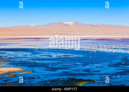 La Laguna Colorada (Red Lake) est un plus beau lac dans l'Altiplano de Bolivie Banque D'Images