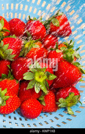Les Fraises laver les fraises mûres dans une passoire sous l'eau courante Banque D'Images