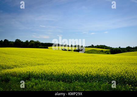 Champ de canola en pleine floraison Banque D'Images