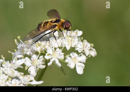 Downland villa bee fly (Villa cingulata) un livre rouge des espèces se nourrissant de la berce commune (Heracleum sphondylium) fleurs dans un gazon de craie Banque D'Images