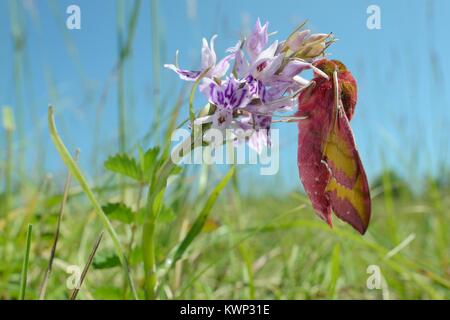 Petit elephant hawk-moth (Deilephila porcellus) sur la commune (Dactylorhiza fuchsii orchid) à Chalk grassland pré, Wiltshire, Royaume-Uni, mai. Banque D'Images