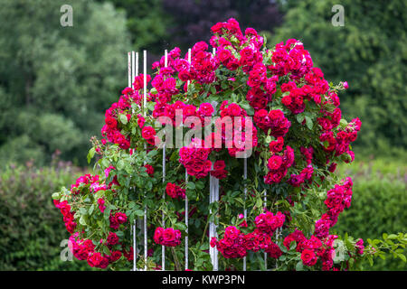 Rosier grimpant, Rosa ' ' Phoenix Hamburger, l'existence de plantes Banque D'Images