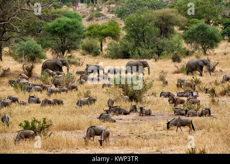 Le Gnou bleu et de l'éléphant sur vallée de Serengeti National Park, Tanzania, Africa Banque D'Images