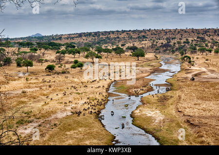 Paysage avec des zèbres et des gnous bleus à Tarangire River dans le parc national de Tarangire, Tanzania, Africa Banque D'Images