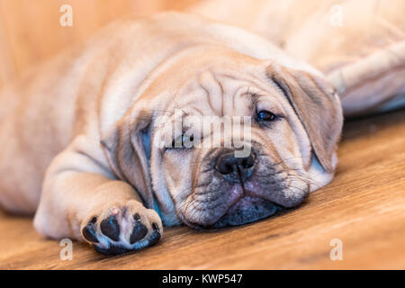 Brown 8 semaines Ca de Bou) Dogue majorquin (petit chien couché sur un sol en parquet Banque D'Images