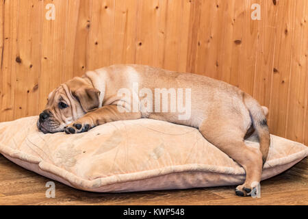 Brown 8 semaines Ca de Bou) Dogue majorquin (petit chien dormir sur un oreiller Banque D'Images