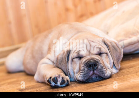 Brown 8 semaines Ca de Bou) Dogue majorquin (petit chien dormir sur un sol en parquet Banque D'Images