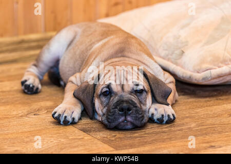 Brown 8 semaines Ca de Bou) Dogue majorquin (petit chien couché sur un sol en parquet Banque D'Images