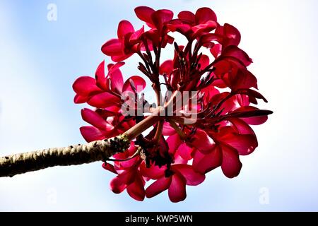 Un jet de beaux tropical rouge fleurs de frangipanier plumeria ou contre un ciel bleu clair Banque D'Images