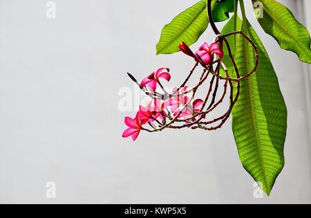 Un spray d'frangipani plumeria ou rouge avec fleurs feuilles vertes riches en plein soleil contre un mur blanc isolé Banque D'Images