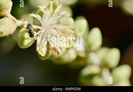 L'abeille indigène (Austroplebeia sp.) se nourrissant de fleurs palm dans la matinée, Townsville, Queensland, Australie Banque D'Images
