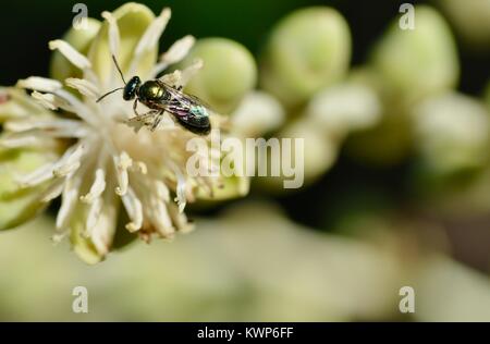 L'abeille indigène (Austroplebeia sp.) se nourrissant de fleurs palm dans la matinée, Townsville, Queensland, Australie Banque D'Images