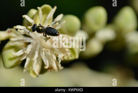 L'abeille indigène (Austroplebeia sp.) se nourrissant de fleurs palm dans la matinée, Townsville, Queensland, Australie Banque D'Images