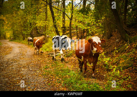 Les vaches sur une route rurale avec un beau paysage d'automne au fond Prisaca Dornei Suceava, village, comté de Bucovine, Roumanie Banque D'Images