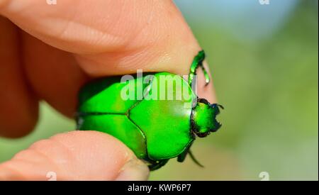 Noël vert vif (Anoplognathus sp.), scarabée Famille Townsville, Queensland, Australie Banque D'Images