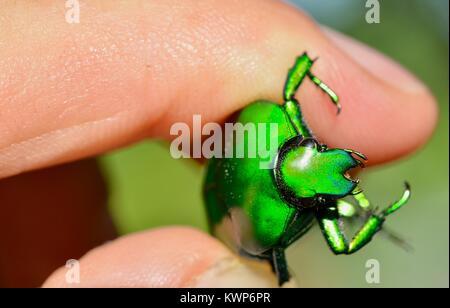 Noël vert vif (Anoplognathus sp.), scarabée Famille Townsville, Queensland, Australie Banque D'Images