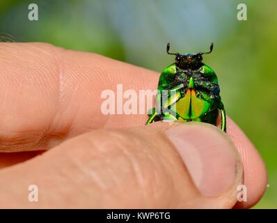 Noël vert vif (Anoplognathus sp.), scarabée Famille Townsville, Queensland, Australie Banque D'Images