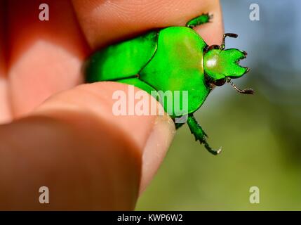 Noël vert vif (Anoplognathus sp.), scarabée Famille Townsville, Queensland, Australie Banque D'Images