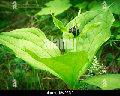 Close-up d'un quatre-feuilles unicorn (lat : Paris quadrifolia) en face de vert naturel. Emplacement : La Bavière Allgäu / anno 2016 Banque D'Images