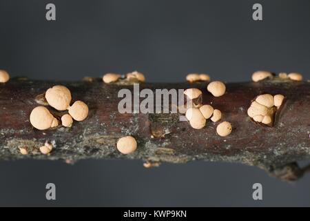 Nectria cinnabarina, spot corail, poussant sur willow Banque D'Images