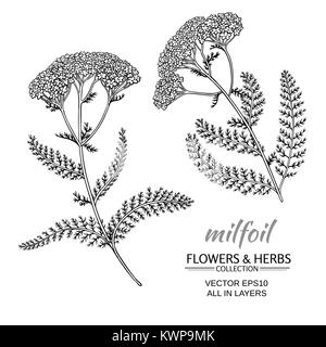 Mille fleurs vector set sur fond blanc Illustration de Vecteur