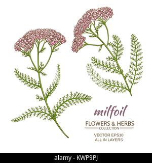 Mille fleurs vector set sur fond blanc Illustration de Vecteur