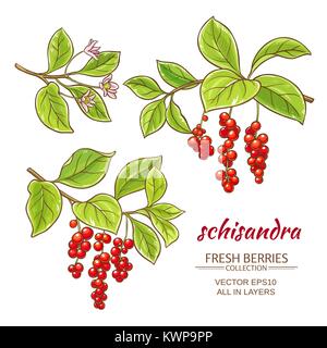 Branches schisandra vector set sur fond blanc Illustration de Vecteur