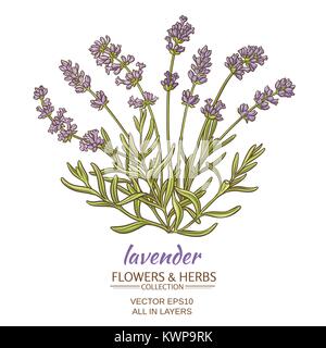 Fleurs de Lavande sur fond blanc Illustration de Vecteur