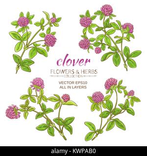 Vector set fleurs de trèfle sur fond blanc Illustration de Vecteur