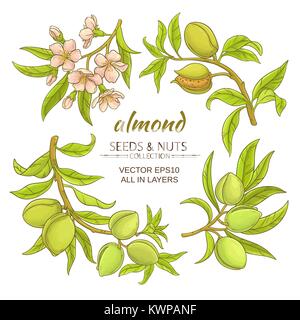 Branches d'amande vector set sur fond blanc Illustration de Vecteur