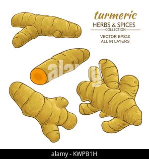 Les racines de curcuma vector illustration sur fond blanc Illustration de Vecteur