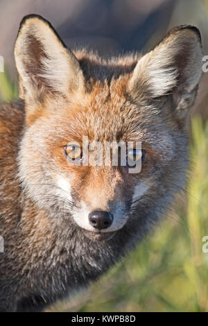 Le Renard roux Vulpes vulpes San Pedro Sierra Estrémadure Espagne Banque D'Images