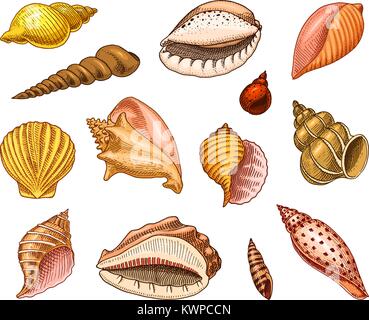 Les coquillages ou mollusques différentes formes. créature marine. gravés à la main dans de vieux croquis, vintage style. milles marins ou marine, Monster ou l'alimentation. les animaux dans l'océan. Illustration de Vecteur