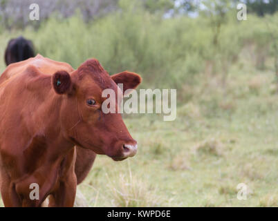 Red cow danois paissant dans la campagne dans la province de Entre Rios ville de Russie Argentine Banque D'Images