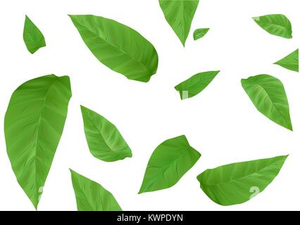 Les feuilles de tabac, isolé sur fond blanc Illustration de Vecteur