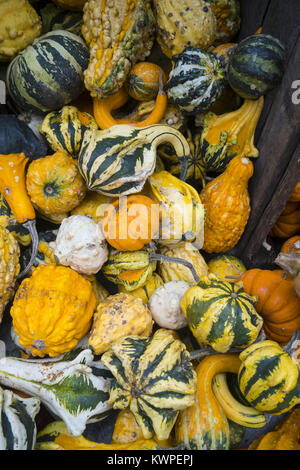 La calebasse colorée à la vente à un marché de producteurs à Brooklyn, New York. Banque D'Images