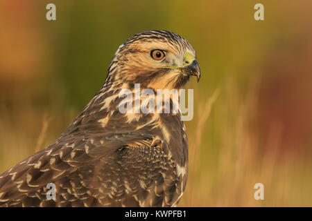 Un portrait d'un mineur de Swainson qui fait un pit stop dans le Maine. Banque D'Images