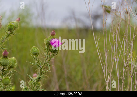 Les chardons en fleur dans la prairie sauvage au printemps Banque D'Images