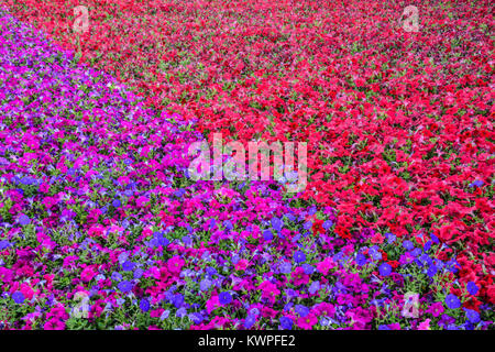 Tapis de fleur en fleur et jardin show 2007, Yanbu - Arabie saoudite Banque D'Images