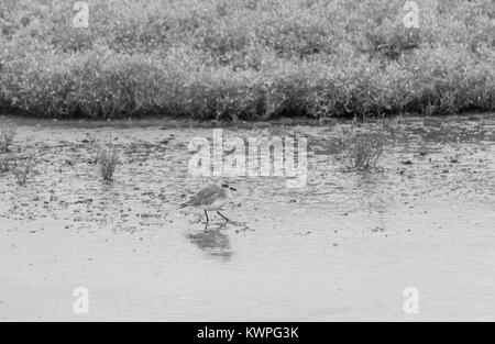 Un pluvier argenté (Pluvialis squatarola Grey) marcher dans la boue Banque D'Images